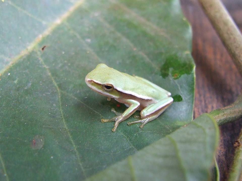 FIGURE 1 FIGURE 1